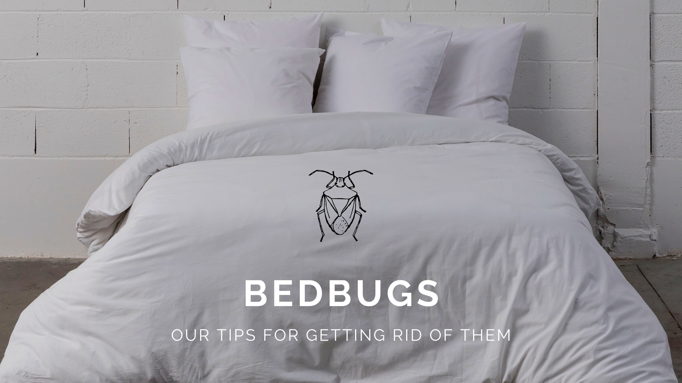 Our anti-bedbug tips