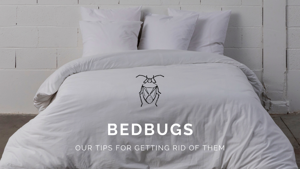 anti bed bugs tips to care for your bed linen <br />
